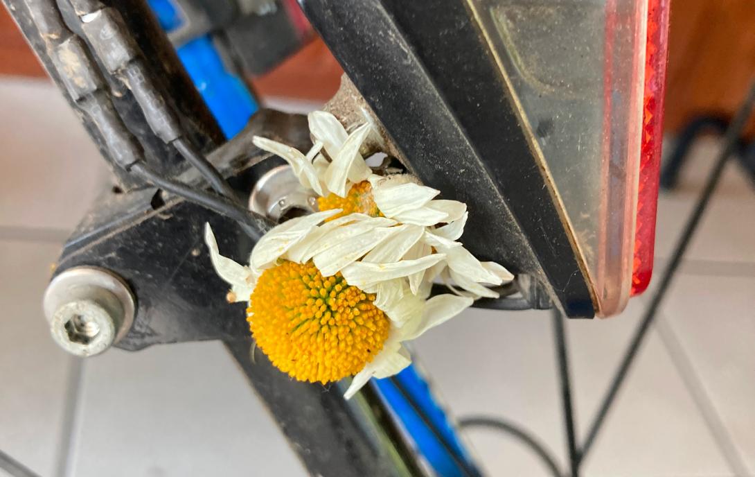 Blümchen eingequetscht zwischen Rücklicht und Strebe meines Rades